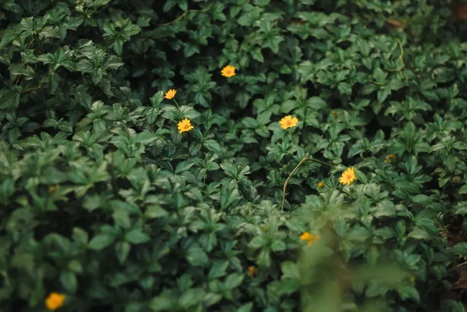 Garden at EMBASSY SALARPURIA SATTVA RESIDENCY, Perumbakkam, Chennai