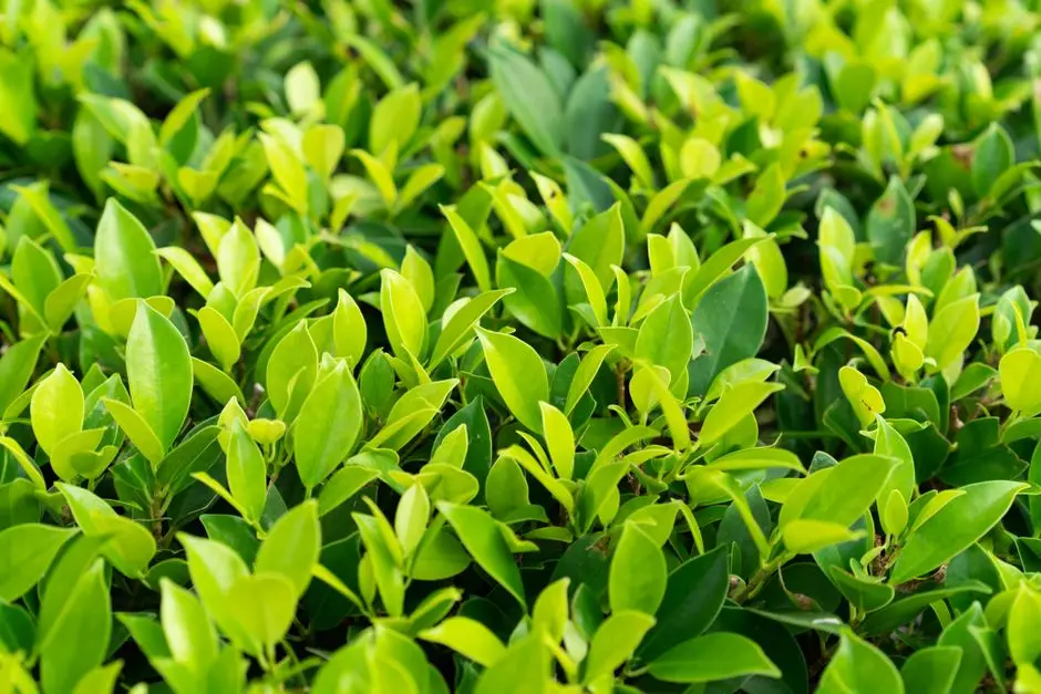 Garden at EMBASSY VERDE PHASE II, Devanahalli, Bangalore