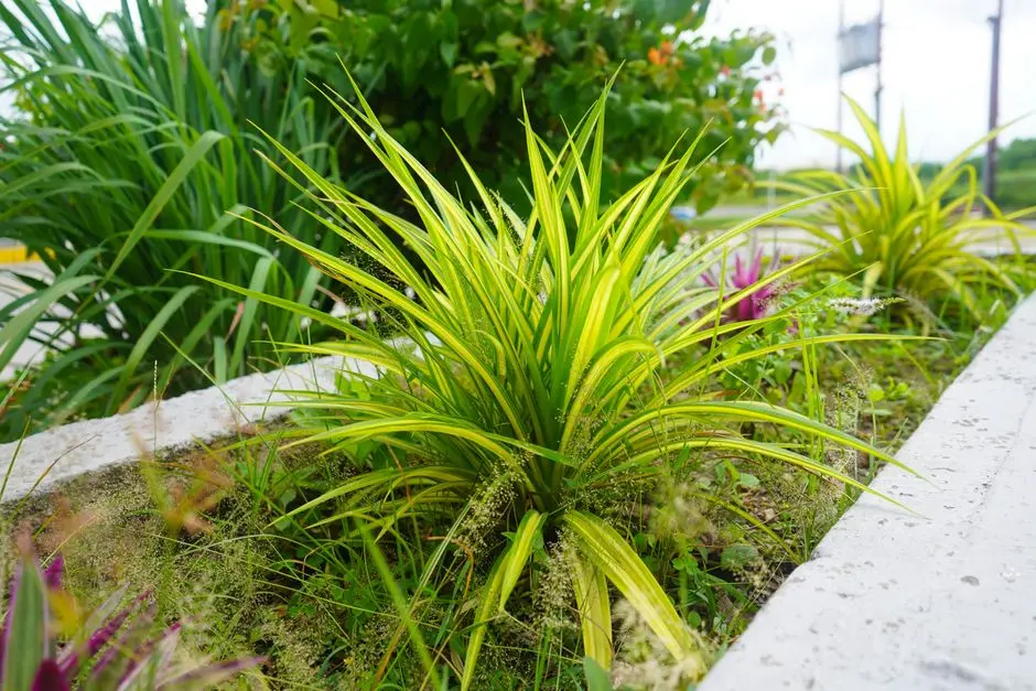 Garden at EMBASSY WHITEFIELD, Whitefield, Bangalore