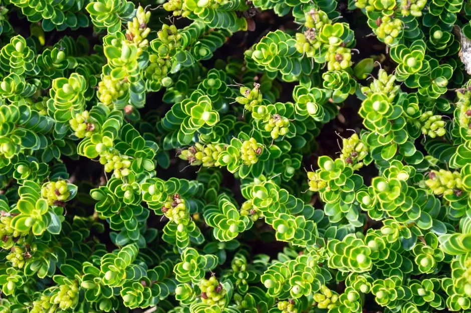 Garden at EMBASSY TECH VALLEY, Whitefield-Varthur-Sarjapur, Bangalore